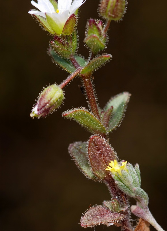 Holosteum umbellatum.04
