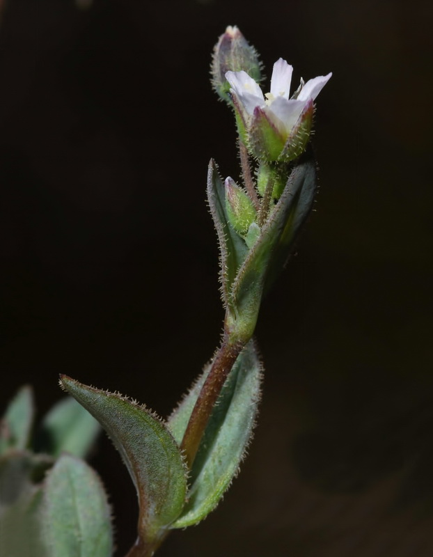 Holosteum umbellatum.05