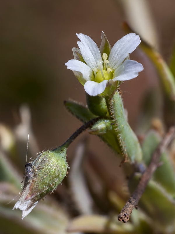 Holosteum umbellatum.09