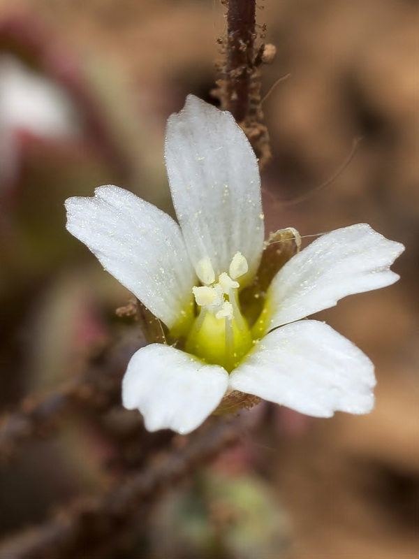 Holosteum umbellatum.10