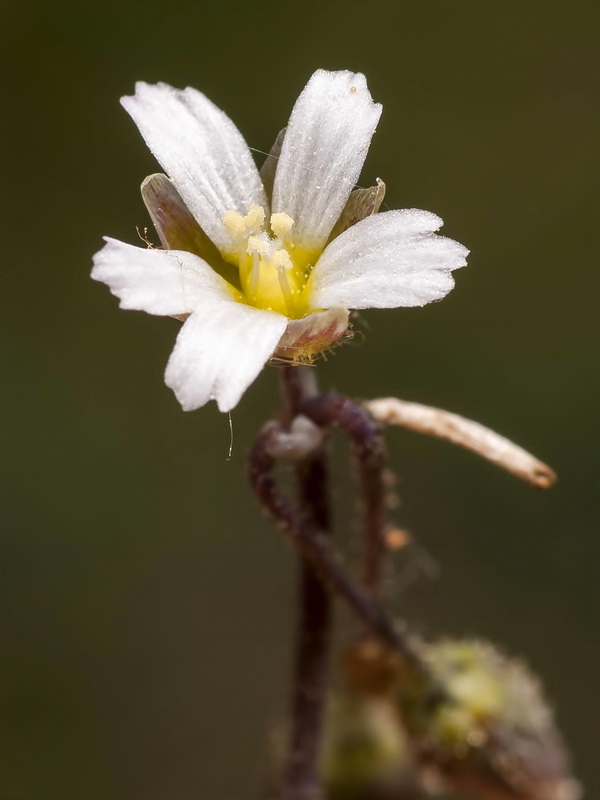 Holosteum umbellatum.12