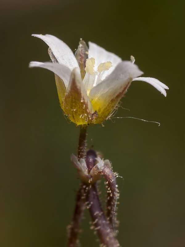 Holosteum umbellatum.13