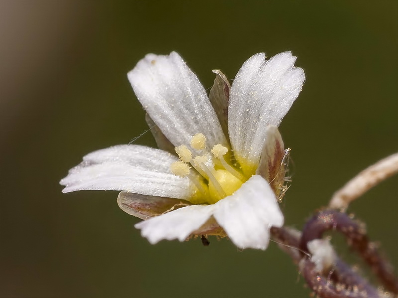 Holosteum umbellatum.14