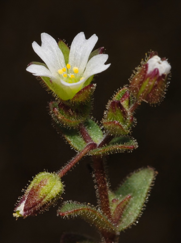 Holosteum umbellatum.15