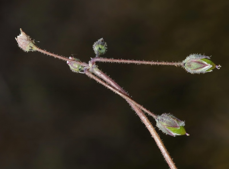 Holosteum umbellatum.19
