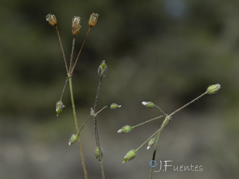 Holosteum umbellatum.21