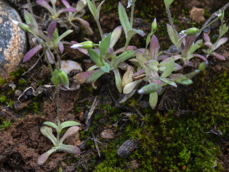 Holosteum umbellatum.22