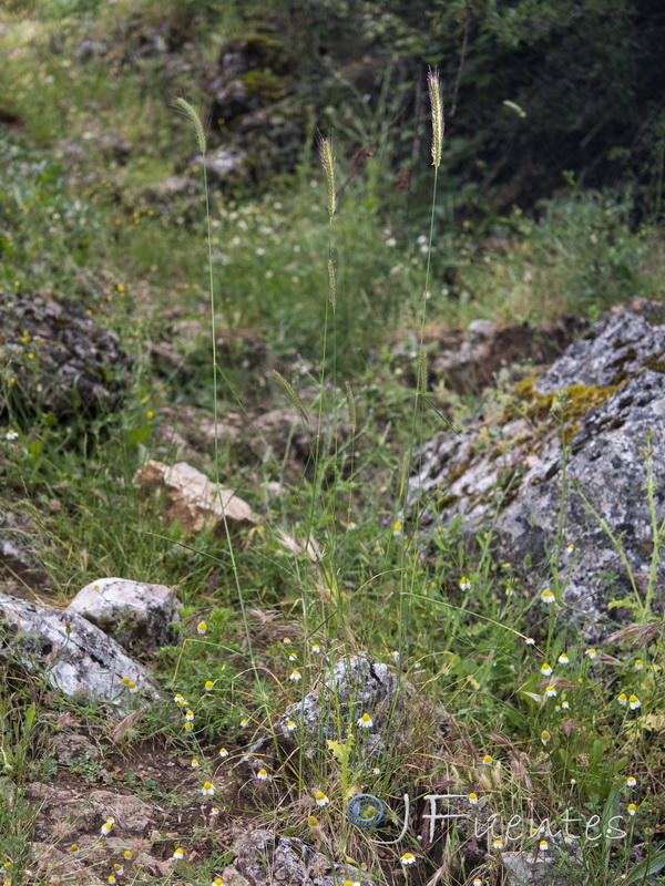 Hordeum bulbosum.02