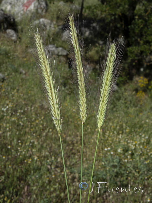 Hordeum bulbosum.03