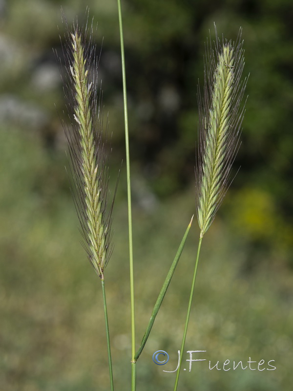 Hordeum bulbosum.04