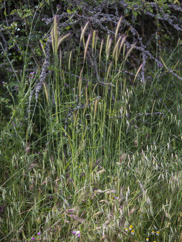 Hordeum bulbosum.05