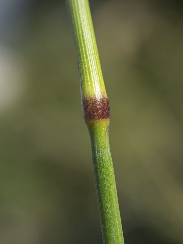 Hordeum bulbosum.06