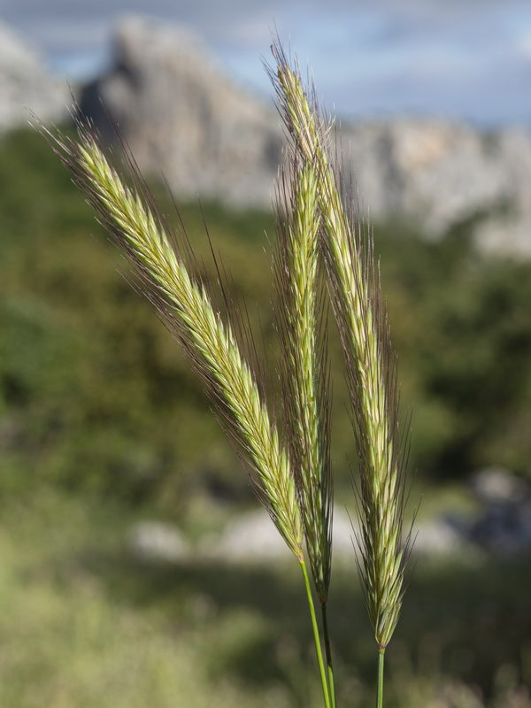 Hordeum bulbosum.08