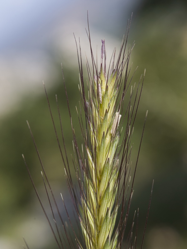 Hordeum bulbosum.09