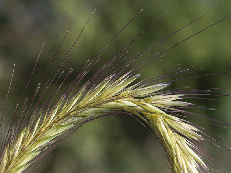 Hordeum bulbosum.11