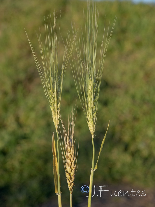 Hordeum distichum.01