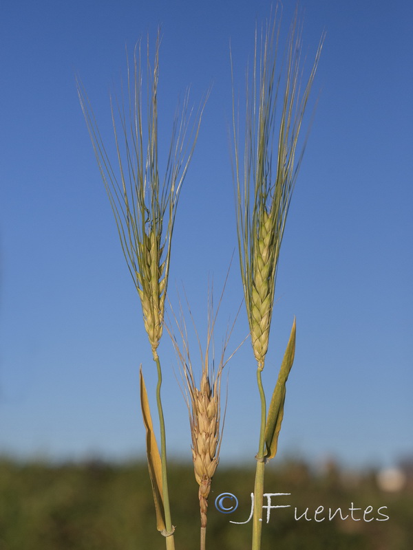 Hordeum distichum.02