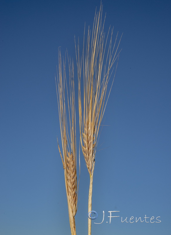 Hordeum distichum.03