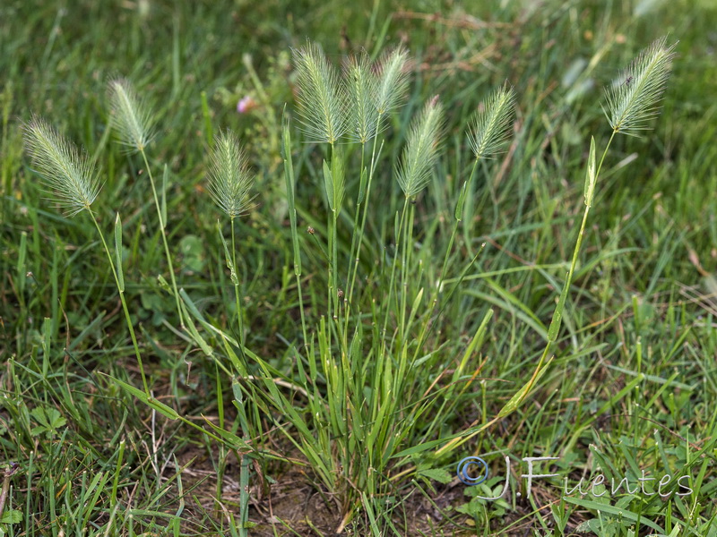 Hordeum geniculatum.01