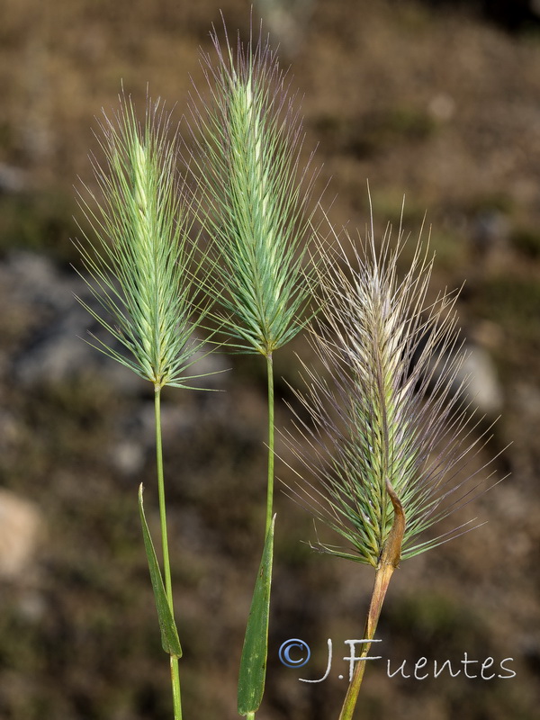 Hordeum geniculatum.02