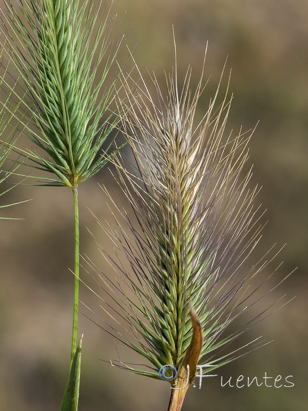 Hordeum geniculatum.03