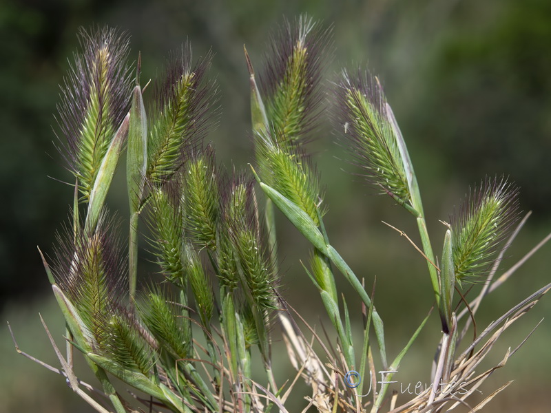 Hordeum geniculatum.04