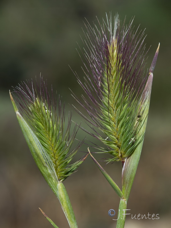 Hordeum geniculatum.05
