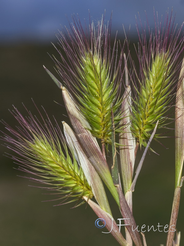 Hordeum marinum.01