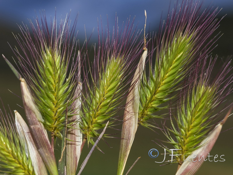 Hordeum marinum.02