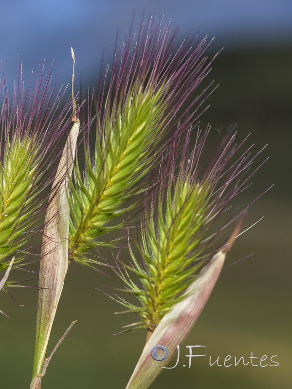 Hordeum marinum.03