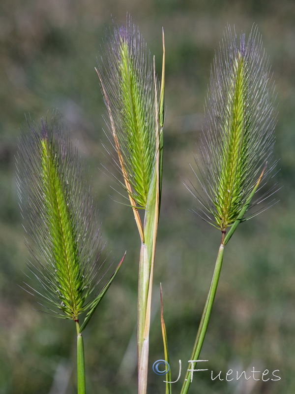 Hordeum marinum.04