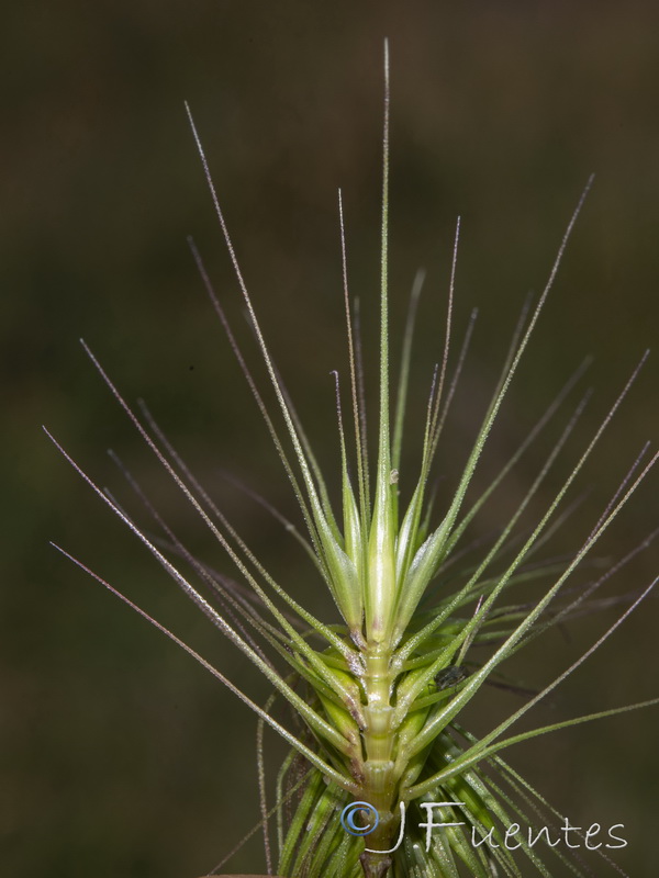 Hordeum marinum.05