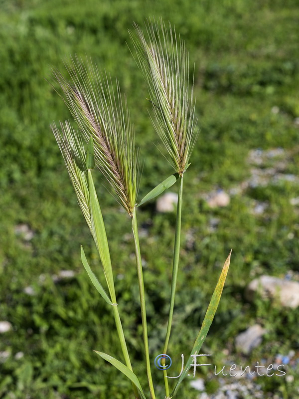 Hordeum murinum leporinum.01