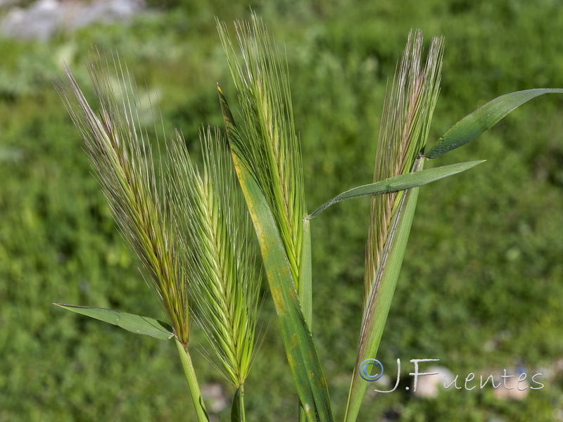 Hordeum murinum leporinum.02
