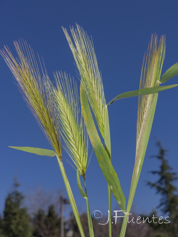 Hordeum murinum leporinum.03