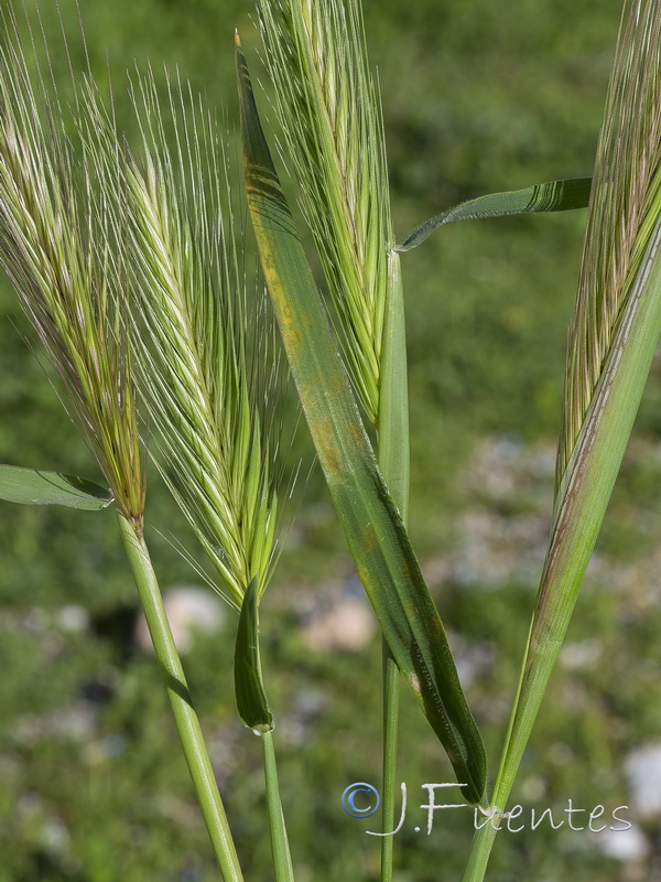 Hordeum murinum leporinum.04