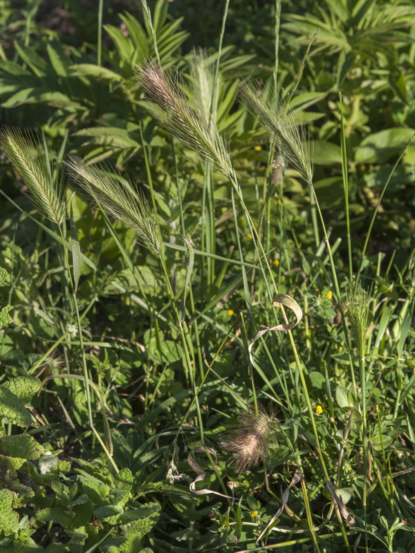 Hordeum murinum murinum.01