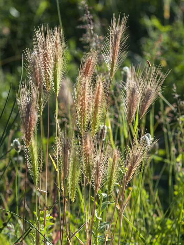 Hordeum murinum murinum.03