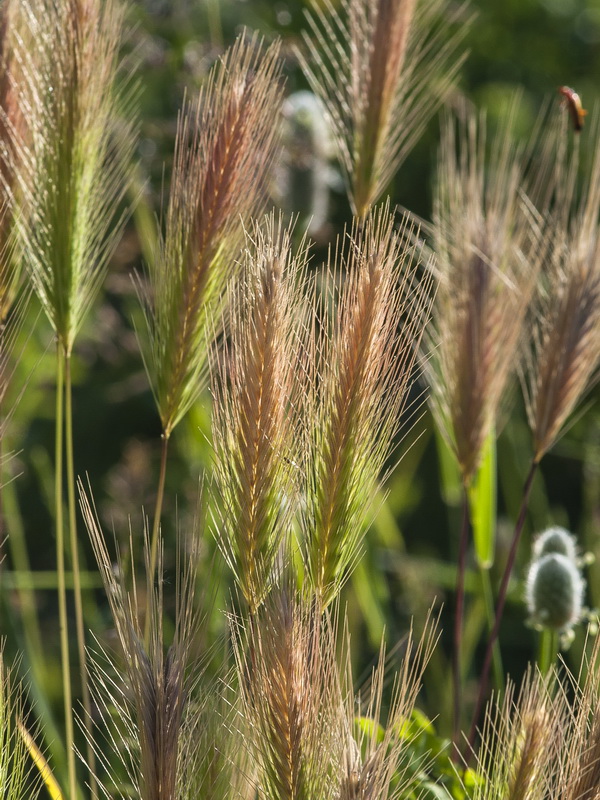 Hordeum murinum murinum.04