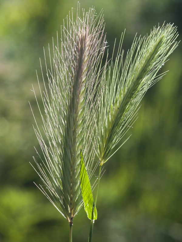 Hordeum murinum murinum.05