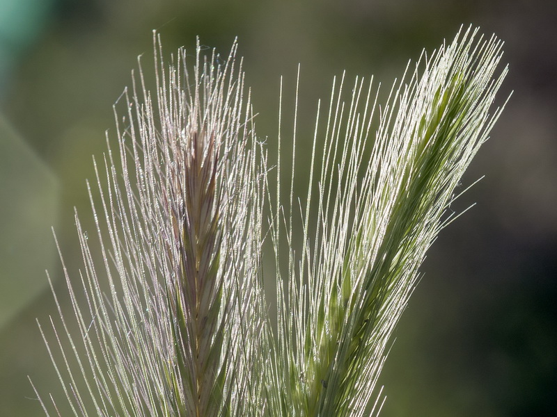 Hordeum murinum murinum.06