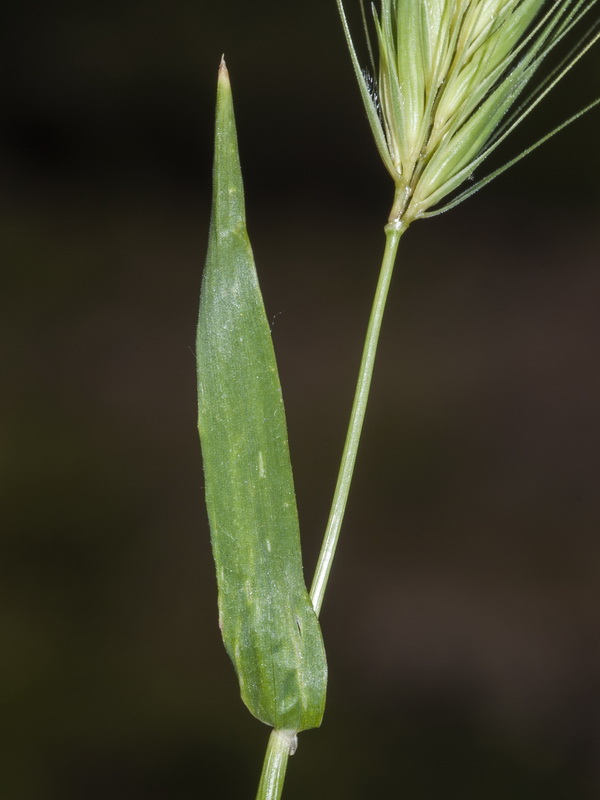 Hordeum murinum murinum.07