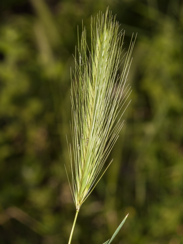 Hordeum murinum murinum.08