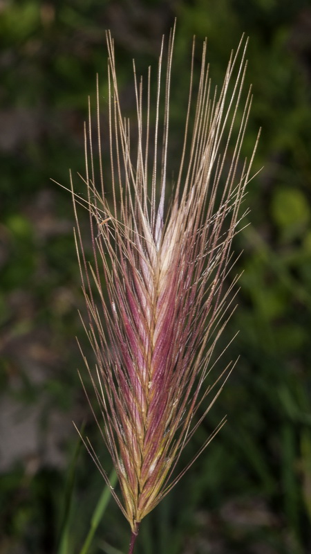 Hordeum murinum murinum.09