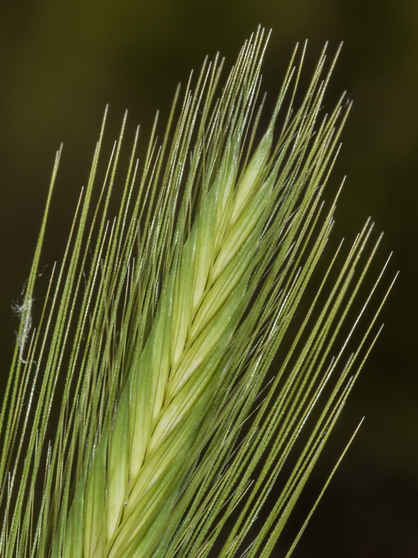 Hordeum murinum murinum.11