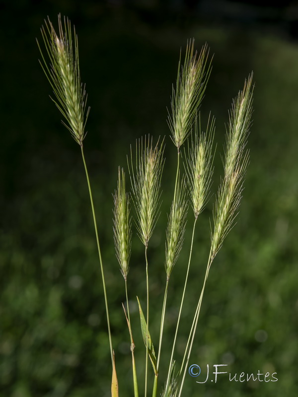 Hordeum murinum murinum.12