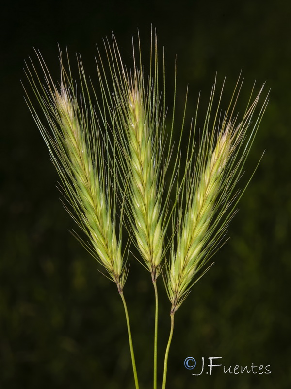 Hordeum murinum murinum.13