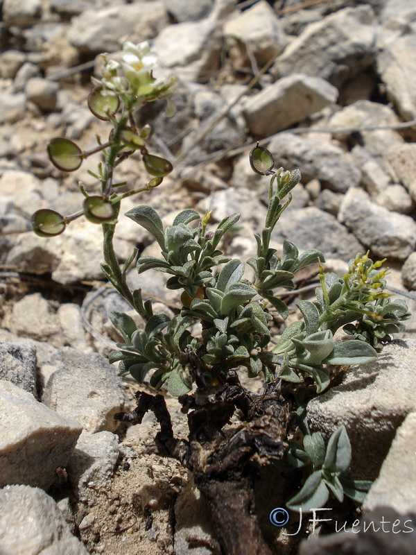 Hormathophylla baetica.01