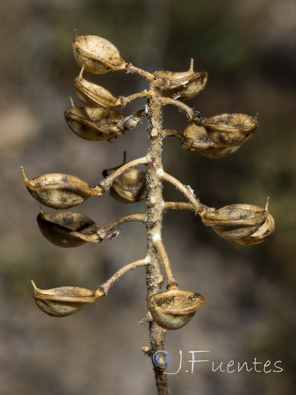 Hormathophylla baetica.06