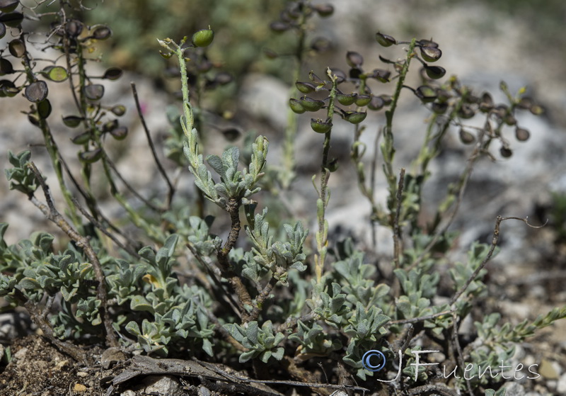 Hormathophylla baetica.11